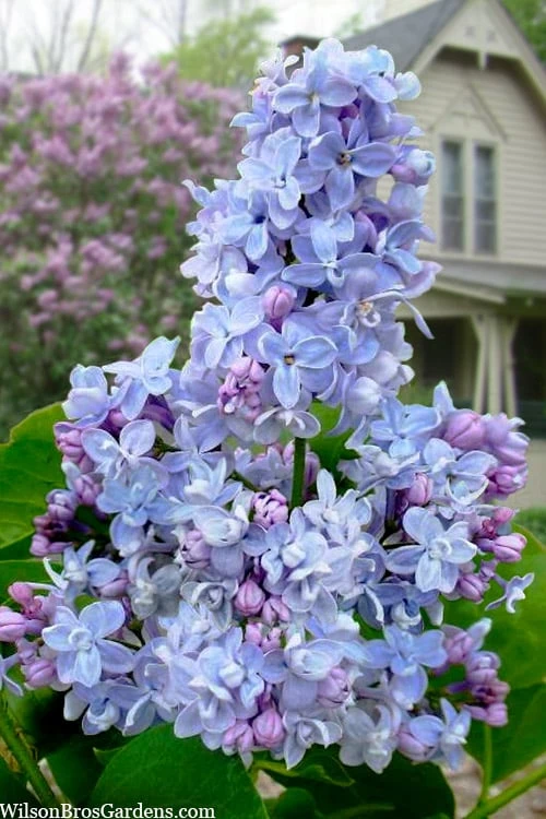 President Grevy French Lilac (Syringa) - 1 Gallon Pot 3 President Grevy French Lilac (Syringa) - 1 Gallon Pot