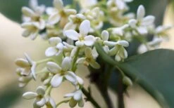 Fragrant White Tea Olive - 5 Pack Of Quart Pots -Exquisite Plants tea olive flowers closeup