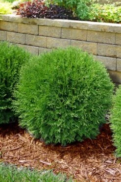 Planet Earth Arborvitae - 3 Gallon Pot -Exquisite Plants thuja occidentalis planet earth arborvitae 4