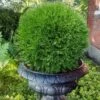 Planet Earth Arborvitae - 3 Gallon Pot -Exquisite Plants thuja occidentalis planet earth arborvitae 6