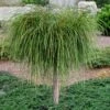 Whipcord Arborvitae (Single Trunk Topiary Tree) - 2 Gallon Pot 1 Whipcord Arborvitae (Single Trunk Topiary Tree) - 2 Gallon Pot -Exquisite Plants thuja plicata whipcord arbirvitae topiary tree 1