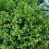 English Thyme (Thymus Vulgaris) - 6 Pack Of Pint Pots -Exquisite Plants thymus vulgaris english thyme 3