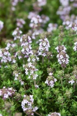 English Thyme (Thymus Vulgaris) - 6 Pack Of Pint Pots -Exquisite Plants thymus vulgaris english thyme 4