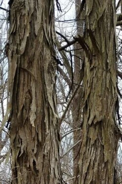 Shagbark Hickory Tree (Carya Ovata) - 3 Gallon Pot -Exquisite Plants tree hickory shagbark 500x750 1