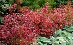 Wild Lowbush Blueberry Plant - 1 Gallon -Exquisite Plants vaccinium angustifolium low bush blueberry 2