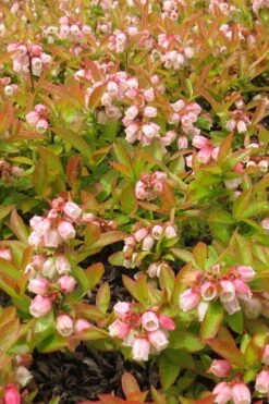 Wild Lowbush Blueberry Plant - 1 Gallon -Exquisite Plants vaccinium angustifolium low bush blueberry 4