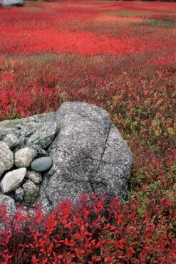 Wild Lowbush Blueberry Plant - 1 Gallon -Exquisite Plants vaccinium angustifolium low bush blueberry 7