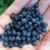 Wild Lowbush Blueberry Plant - 1 Gallon 2 Wild Lowbush Blueberry Plant - 1 Gallon -Exquisite Plants vaccinium angustifolium low bush blueberry 8