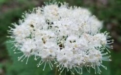 Maple Leaf Viburnum - 3 Pack Of 1.5 Quart Pots 21 Maple Leaf Viburnum - 3 Pack Of 1.5 Quart Pots -Exquisite Plants viburnum acerifolium maple leaf 15