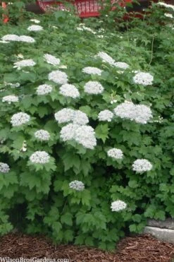 Maple Leaf Viburnum - 3 Pack Of 1.5 Quart Pots 16 Maple Leaf Viburnum - 3 Pack Of 1.5 Quart Pots -Exquisite Plants viburnum acerifolium maple leaf 16