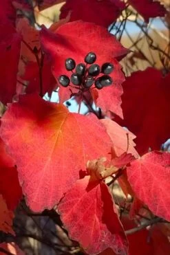 Maple Leaf Viburnum - 3 Pack Of 1.5 Quart Pots 18 Maple Leaf Viburnum - 3 Pack Of 1.5 Quart Pots -Exquisite Plants viburnum acerifolium maple leaf 2