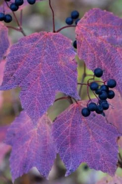 Maple Leaf Viburnum - 3 Pack Of 1.5 Quart Pots 20 Maple Leaf Viburnum - 3 Pack Of 1.5 Quart Pots -Exquisite Plants viburnum acerifolium maple leaf 3