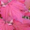 Maple Leaf Viburnum - 3 Pack Of 1.5 Quart Pots -Exquisite Plants viburnum acerifolium maple leaf 8