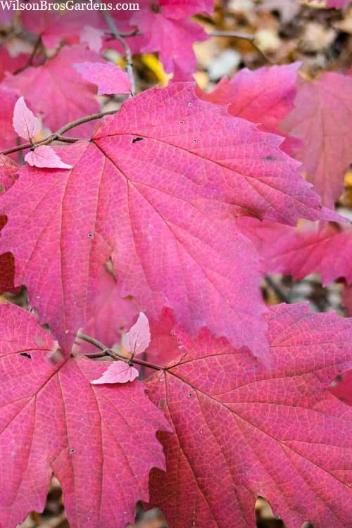 Maple Leaf Viburnum - 3 Pack Of 1.5 Quart Pots 3 Maple Leaf Viburnum - 3 Pack Of 1.5 Quart Pots