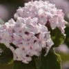 Spice Baby Koreanspice Viburnum - 3 Gallon Pot 2 Spice Baby Koreanspice Viburnum - 3 Gallon Pot -Exquisite Plants viburnum carleseii spice baby 8