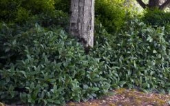 David Viburnum - 3 Gallon Pot -Exquisite Plants viburnum davidii 12