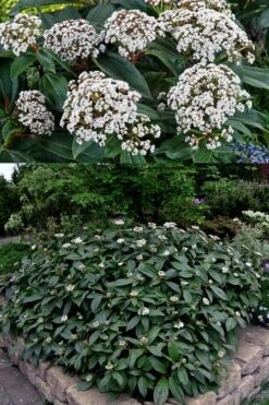 David Viburnum - 3 Gallon Pot -Exquisite Plants viburnum davidii 15