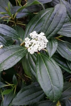 David Viburnum - 3 Gallon Pot -Exquisite Plants viburnum davidii 16