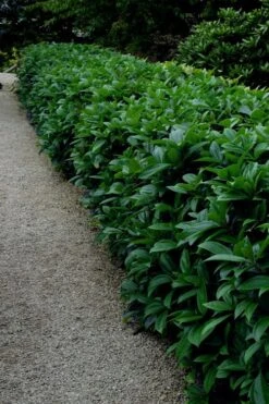 David Viburnum - 3 Gallon Pot -Exquisite Plants viburnum davidii 17