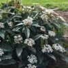 David Viburnum - 3 Gallon Pot 2 David Viburnum - 3 Gallon Pot -Exquisite Plants viburnum davidii 18