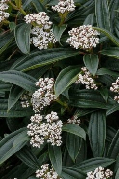 David Viburnum - 3 Gallon Pot -Exquisite Plants viburnum davidii 3