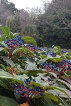 David Viburnum - 3 Gallon Pot -Exquisite Plants viburnum davidii 6