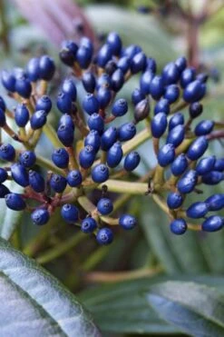 David Viburnum - 3 Gallon Pot -Exquisite Plants viburnum davidii 7