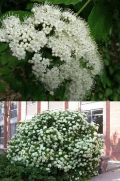 Arrowwood Viburnum - 3 Gallon Pot 13 Arrowwood Viburnum - 3 Gallon Pot -Exquisite Plants viburnum dentatum arrowwood 3