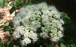 Arrowwood Viburnum - 3 Gallon Pot 14 Arrowwood Viburnum - 3 Gallon Pot -Exquisite Plants viburnum dentatum arrowwood 5