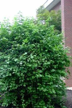 Arrowwood Viburnum - 3 Gallon Pot 15 Arrowwood Viburnum - 3 Gallon Pot -Exquisite Plants viburnum dentatum arrowwood 7