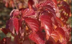 Arrowwood Viburnum - 3 Gallon Pot 16 Arrowwood Viburnum - 3 Gallon Pot -Exquisite Plants viburnum dentatum arrowwood 9