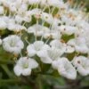 Mohican Arrowwood Viburnum - 6 Gallon Pot (4-5') -Exquisite Plants viburnum lantana mohican 2