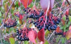 Nannyberry Viburnum - 3 Pack Of 1.5 Quart Pots 11 Nannyberry Viburnum - 3 Pack Of 1.5 Quart Pots -Exquisite Plants viburnum lentago nannyberry 2 1