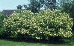 Nannyberry Viburnum - 3 Pack Of 1.5 Quart Pots 12 Nannyberry Viburnum - 3 Pack Of 1.5 Quart Pots -Exquisite Plants viburnum lentago nannyberry 4 1