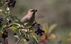 Nannyberry Viburnum - 3 Pack Of 1.5 Quart Pots 13 Nannyberry Viburnum - 3 Pack Of 1.5 Quart Pots -Exquisite Plants viburnum lentago nannyberry 5 1