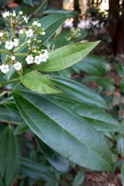 Moonlit Lace Viburnum - 6 Pack Of 1 Gallon Pots -Exquisite Plants viburnum moonlit lace 5 1
