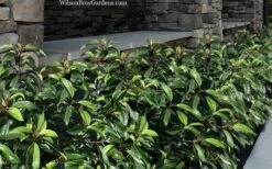 Moonlit Lace Viburnum - 6 Pack Of 1 Gallon Pots -Exquisite Plants viburnum moonlit lace 9 1