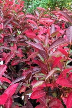 Winterthur Viburnum - 1 Gallon Pot -Exquisite Plants viburnum nudum winterthur 100