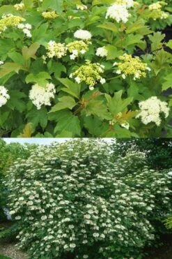 Dwarf European Cranberry Bush - 1 Gallon Pot -Exquisite Plants viburnum opulus compactum dwarf european cranberry bush 10