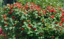 Dwarf European Cranberry Bush - 1 Gallon Pot -Exquisite Plants viburnum opulus compactum dwarf european cranberry bush 2