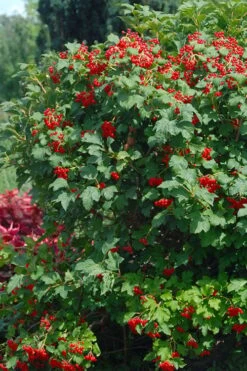 Dwarf European Cranberry Bush - 1 Gallon Pot -Exquisite Plants viburnum opulus compactum dwarf european cranberry bush 3