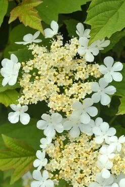 Dwarf European Cranberry Bush - 1 Gallon Pot -Exquisite Plants viburnum opulus compactum dwarf european cranberry bush 4