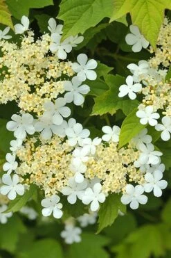 Dwarf European Cranberry Bush - 1 Gallon Pot -Exquisite Plants viburnum opulus compactum dwarf european cranberry bush 5