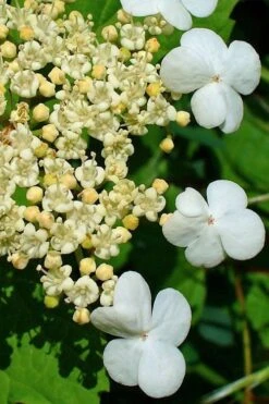 Dwarf European Cranberry Bush - 1 Gallon Pot -Exquisite Plants viburnum opulus compactum dwarf european cranberry bush 7