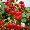 Dwarf European Cranberry Bush - 5 Gallon Pot 2 Dwarf European Cranberry Bush - 5 Gallon Pot -Exquisite Plants viburnum opulus compactum dwarf european cranberry bush 9 1