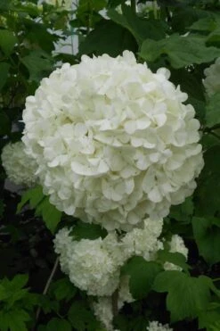 Eastern Snowball Viburnum Bush - 3 Gallon Pot -Exquisite Plants viburnum opulus sterile eastern snowball 3 1