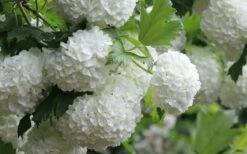 Eastern Snowball Viburnum Bush - 1 Gallon Pot -Exquisite Plants viburnum opulus sterile eastern snowball 4