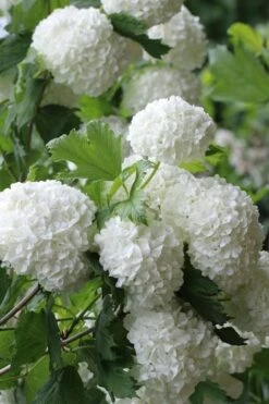 Eastern Snowball Viburnum Bush - 3 Gallon Pot