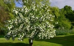Eastern Snowball Viburnum Bush - 1 Gallon Pot -Exquisite Plants viburnum opulus sterile eastern snowball 9
