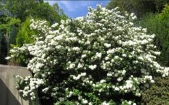 Japanese Snowball Bush (Viburnum Plicatum) - 2 Gallon Pot -Exquisite Plants viburnum plicatum japanese snowball bush flowers 15